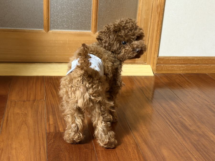 無垢の床と愛犬
